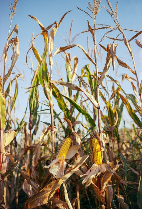 Free Shallow Focus Photo Of Yellow Corns Stock Photo